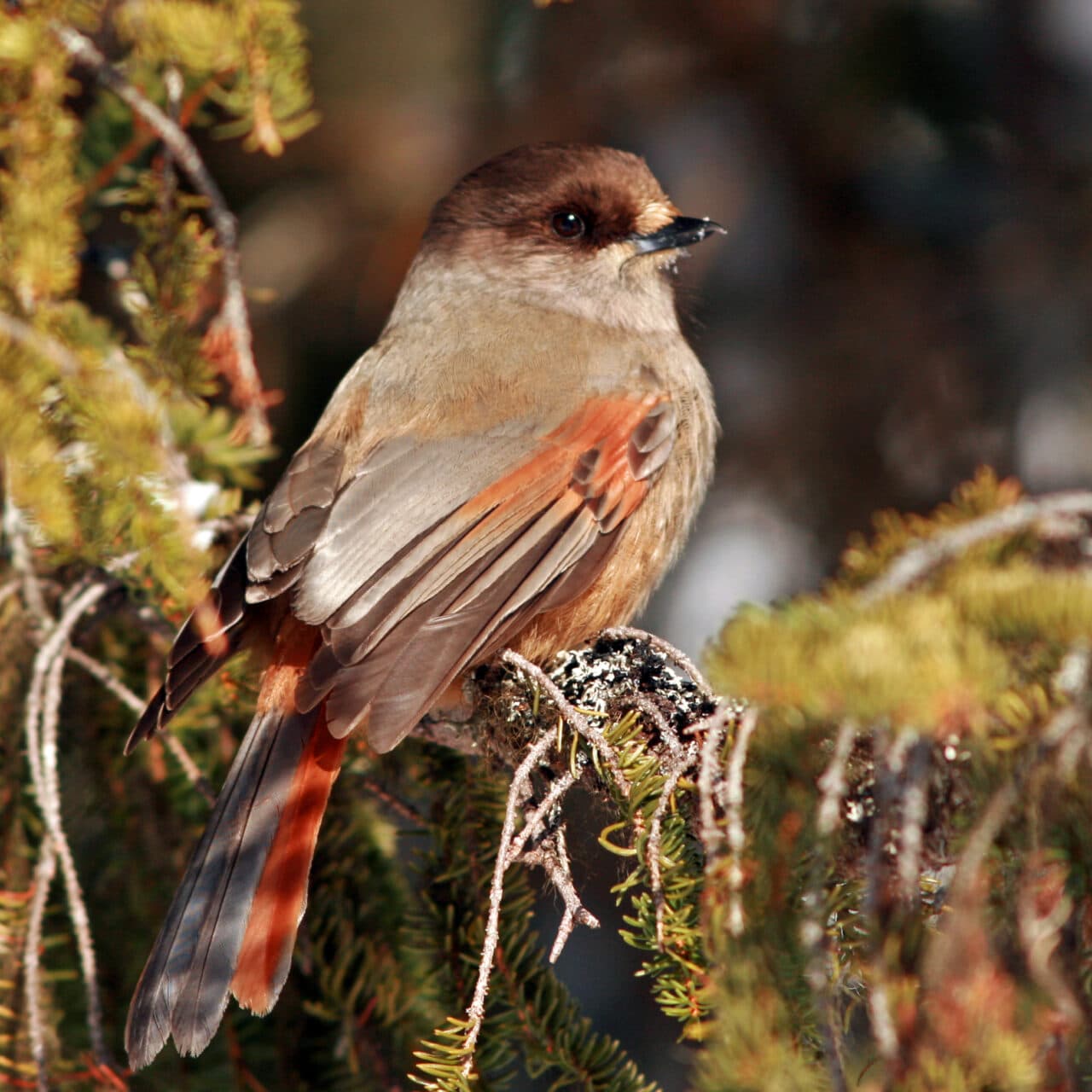 Foto: Ann-Margrethe Iseklint